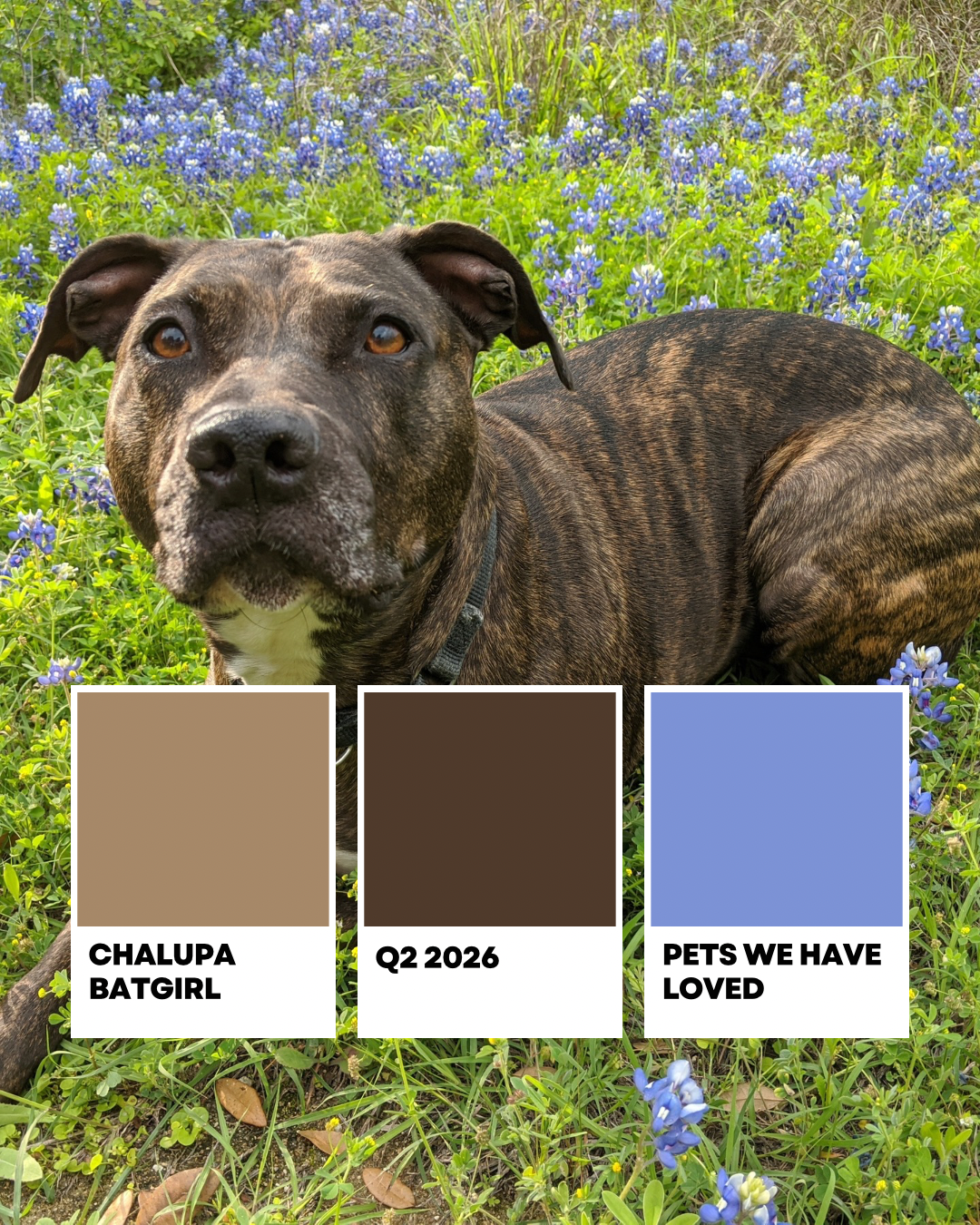 Chalupa - Pets We Have Loved Q2 - Pre-Order