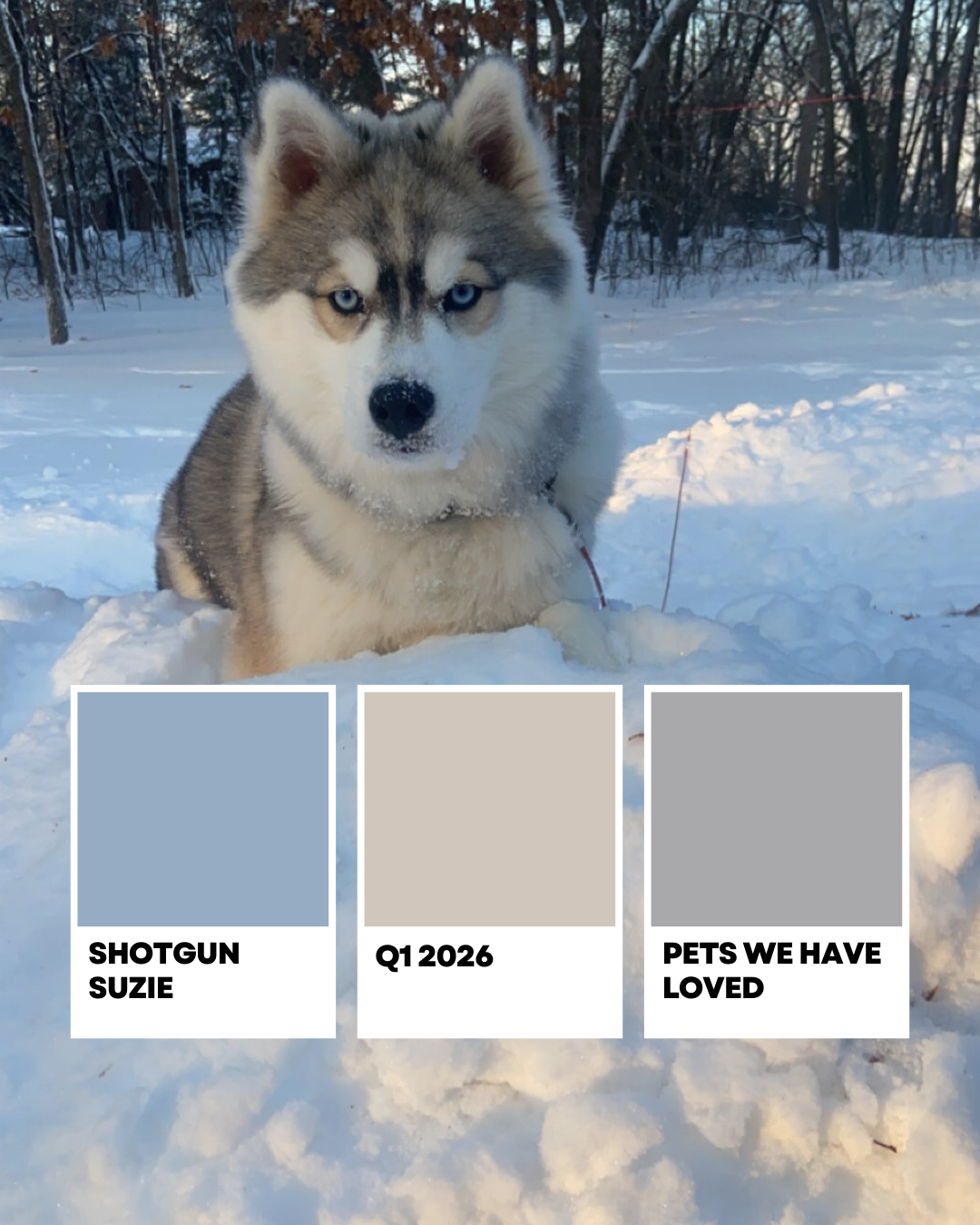 Shotgun Suzie - Pets We Have Loved Q1 - Pre-Order